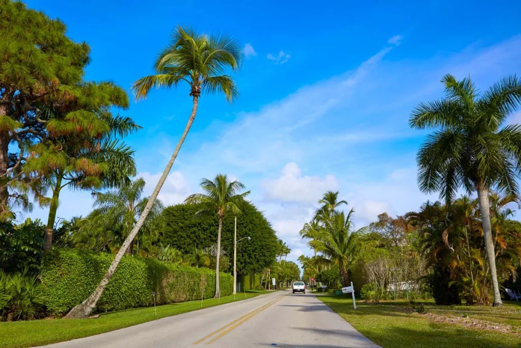 Palm-lined residential neighborhood near Hollywood Beach